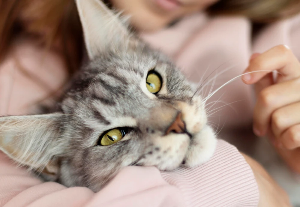 best in home pet camera